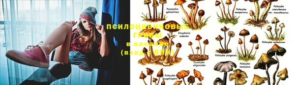ГАЛЛЮЦИНОГЕННЫЕ ГРИБЫ Аркадак