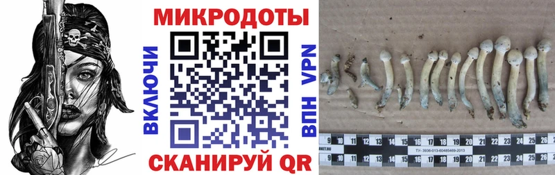 Псилоцибиновые грибы Psilocybine cubensis  как найти закладки  Опочка 